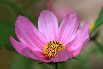 Obraz premium Delicate Cosmos flower