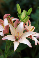 Lily flowers