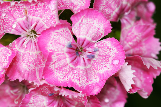 Dianthus barbatus- carnations