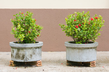 red Ixora flower planting in a small cement pond