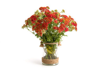 Rote Schafgarbe © emuck