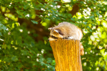 Obraz premium Waschbär