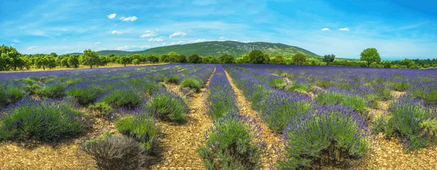 Deurstickers Lavendel lavendel panorama