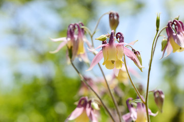 closeup of red columbine flowers in spring