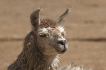 Obraz premium Portrait of a lama
