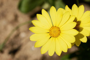 yellow dimorphotheca flowers
