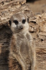 Fototapeta premium Meerkat