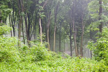 Rainy forest scenery