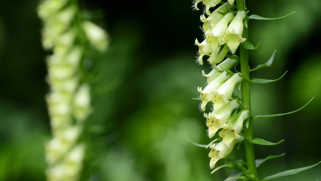 Großer Gelber Fingerhut, Digitalis grandiflora, Nahaufnahme der Blüte
