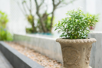 small plant in a cement pond