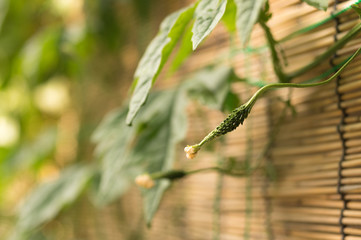 グリーンカーテン