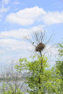 Magpie Nest