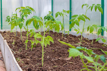 Seedlings of tomatoes in the seedbed  inside the greenhouse. Vegetable garden.  Household plot. Dacha.