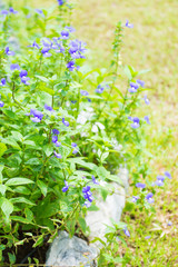Purple flowers blooming in the garden