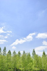 cloudy sky and tall trees