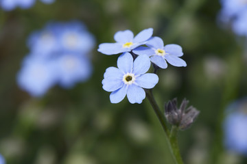 closeup of blue myosotis flowers