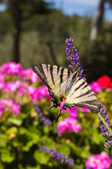 Iphiclides Podalirius. Farfalla in posa sul fiore di lavanda.