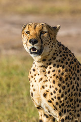 Cheetah potrait