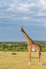 Naklejka premium Giraffe at the savanna