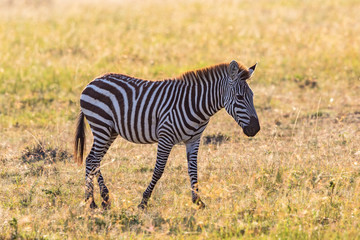 Naklejka premium Zebra walking at the savanna
