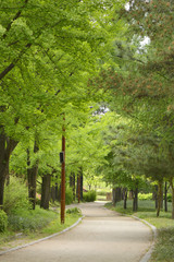 curved path in the park