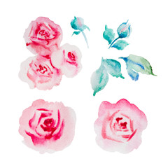 Watercolor flower collection. Pale pink roses watercolor illustration