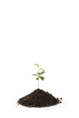 young Pittosporum tobira and soil for repotting
