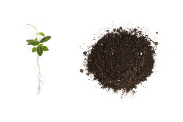 young Pittosporum tobira and soil for repotting