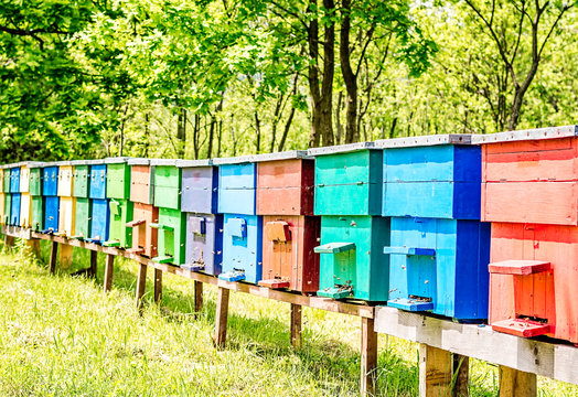 Row of colorful wooden beehives with trees in the background.