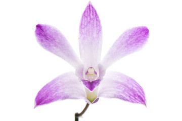 purple dendrobium flower