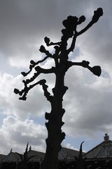 Naklejka premium Trees in the Netherlands