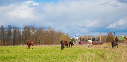 Russian landscape with horses in a meadow