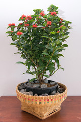 red Ixora flower planting in a small basket