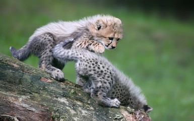Close-up view of a playing Cheetah cubs 02