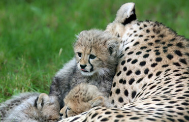 Close-up view of a Cheetah cub 03