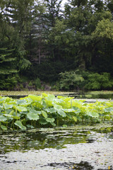 lotus leaves floating on a pond