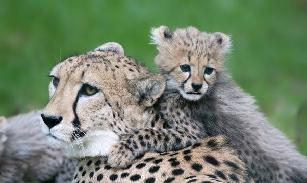 Cheetah cub and his mother