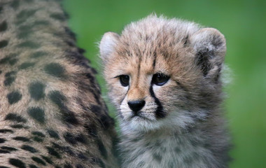 Close-up view of a Cheetah cub 02 © Henner Damke