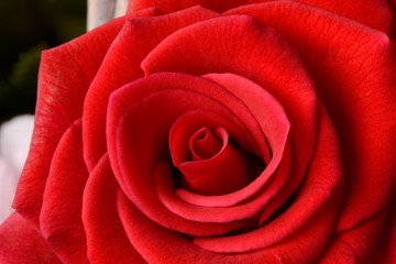 red rose in full bloom