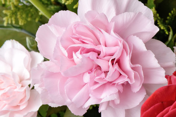 pink carnation