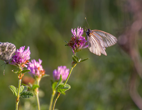 Black-veined white butterfly.