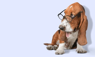 Dog, Glasses, Humor.