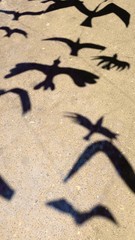 Birds shadows on asphalt