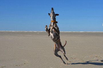 Galgo Espanol springt in die Luft