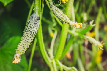 the maturation of cucumber