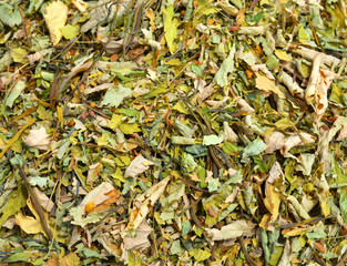 Dried Celandine