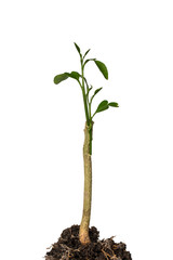young plant with roots on white bax=ckground
