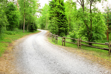 Obraz premium winding forest road