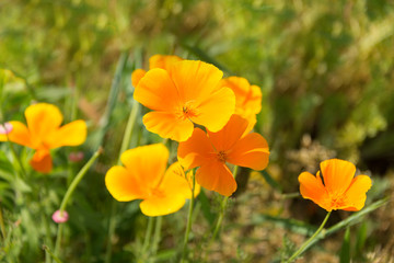 Obraz premium Yellow Cosmos