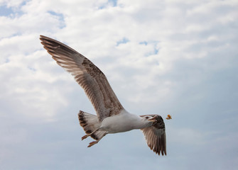 seagull flying in the sky with clouds